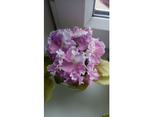 ������ ��-����� �����