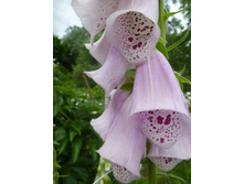 P1030990.JPG ����������� 15� 2�� 2-�������.