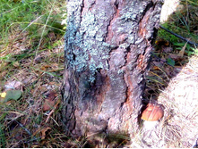 IMG 20150725 143706.jpg