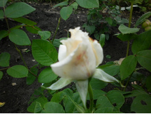 �� ���� �����