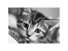 �����-����� ��� 19*27 Ag467 - 585 ���.