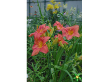 �������� ��������� ����� 200