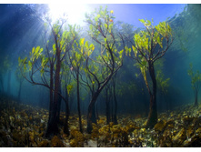 ������� ��������� ������� ��� �����