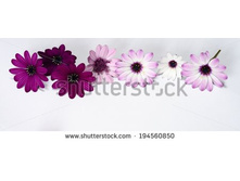 Stock-photo-white-and-purple-daisies-panorama-194560850.jpg