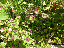 P1040135.JPG ������� (�������) ����������