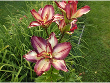 ����� ���� �����