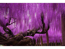 ��������, ������