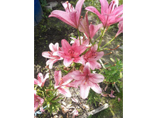 IMG 20150719 144526.jpg