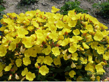 ������� 70