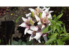 20150704 123405.jpg