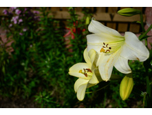 ���� 2015-27 108.JPG