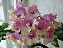 ��-����������