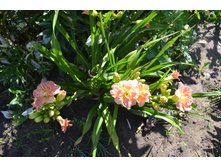 ���� 2015-27 063.JPG