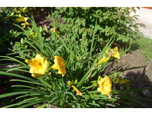 ���� 2015-27 078.JPG