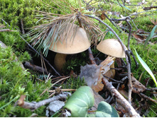 ����������� �������� )))