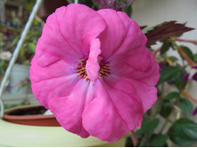 DSC01440.JPG