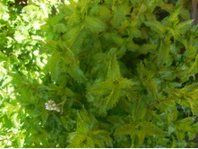 ���� �����������.