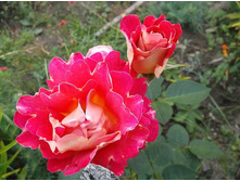 ���� �������