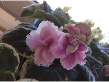 �������