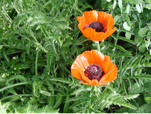 ��� ���������