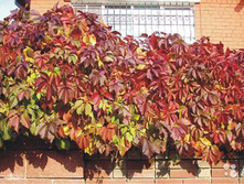 ������� �������� 100