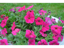 ������� �������� F1 ��������