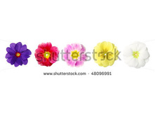 Stock-photo-five-primroses-in-a-row-isolated-over-white-48096991.jpg