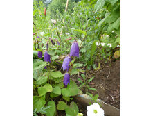 P1040059.JPG ����������� �������� ����� 40�