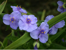 ������������ ���������� 70