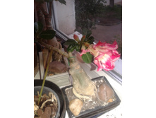 2015-06-30 19.22.24.jpg