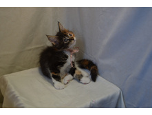 2 ������