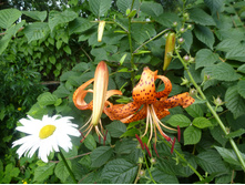 P1040121.JPG ����� 20�