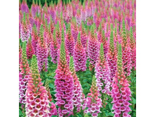 �����������.70