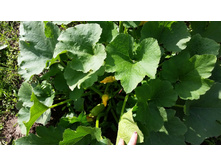 ������� ...��� ��������...  ����