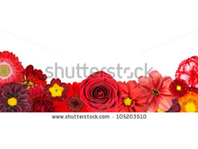 Stock-photo-selection-of-various-red-flowers-at-bottom-row-isolated-on-white-background-set-of-dahlia-gerber-105203510.jpg