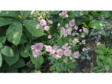 ��������� ����