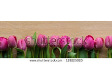 Stock-photo-purple-tulips-panorama-129225020.jpg