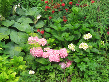 IMG 2511.JPG