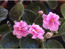 ������� �� ���������