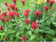 ������� ������� - 70 ���.