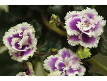 Heritage Frolic (���� ����)