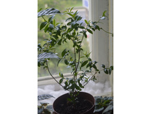 ���� �������������