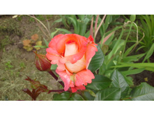 20150614 103242.jpg