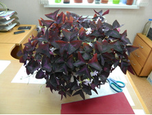 ������� ��� "������ �������"