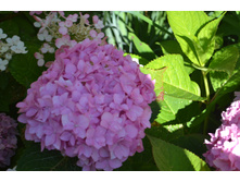 ����������� ����.JPG