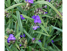 ������������ ������� �����