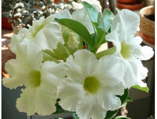 Adenium Asian Star.jpg