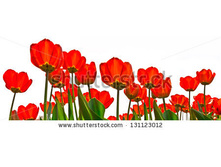 Stock-photo-red-tulips-on-a-white-background-panorama-spring-landscape-131123012.jpg