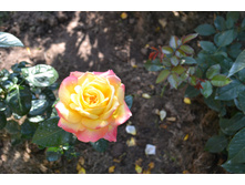 ���� 2015-27 124.JPG