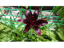 20150704 131257.jpg
